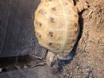 Horsfield : Female approx 6/8 years old (Shelly)